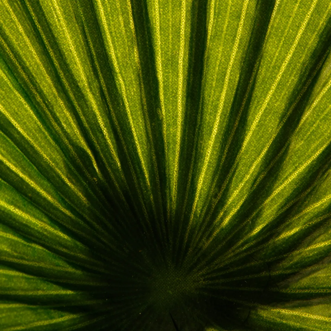 atmosphera Plantas Y Flores Artificiales|Estilo Étnico>Planta Palmera Artificial 180Cm